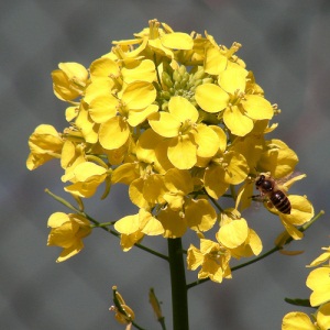 5a