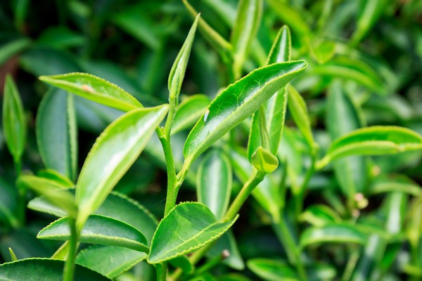 台湾,就是“赞”啦! TeaGarden (33)