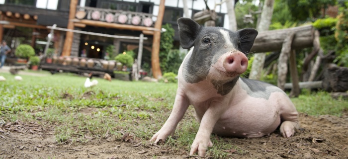 Taiwan Leisure Farm 01f