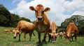 Bull 01f 120x67