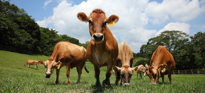 Bull 01f