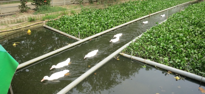 Duck Swimming Competition 01f