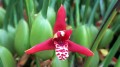 Orchid 01f 120x67