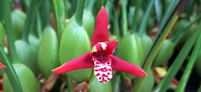 Orchid 01f