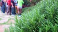 Rosemary 120x67