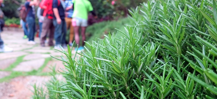 Rosemary