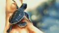 Turtle F 120x67