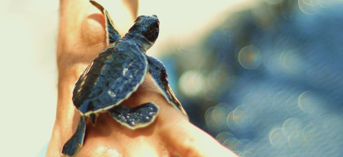 Turtle F