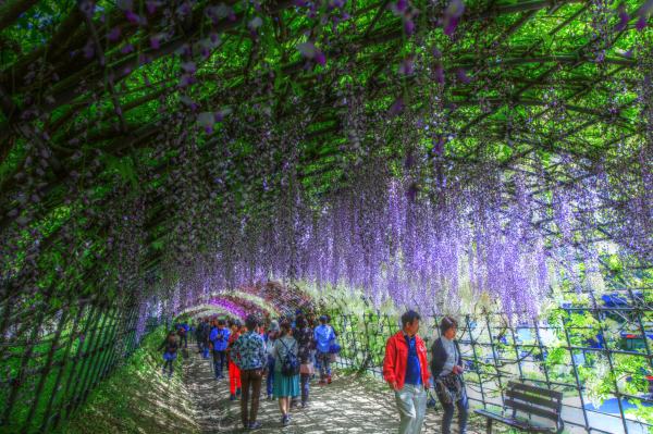 完美飨宴——世界最美丽林荫隧道截 06