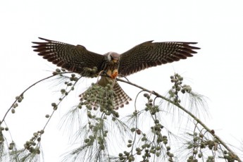 Amur Falcon by Anuar McAfee