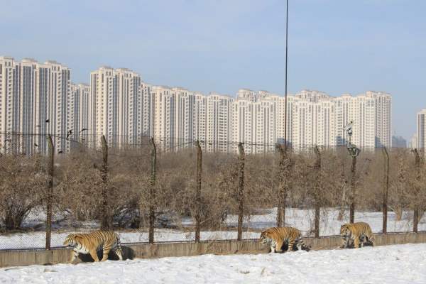 万兽之地 -- 东北虎林园 IMG_2587