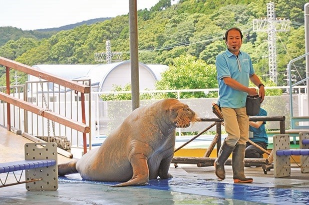 噔噔噔！海象帅气出场！