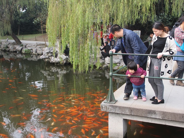 漫步 · 西湖 红色鲤鱼为湖水带来色彩上的点缀。
