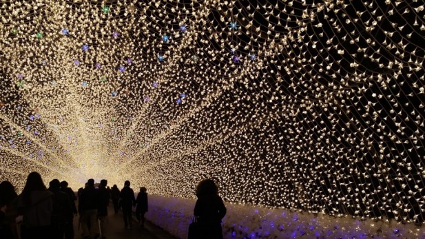 名花之里的温室在冬季也春意盎然。
