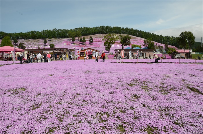 春の北海道 徜徉粉色花地毯 一整片的芝樱花海,你不是在做梦!
