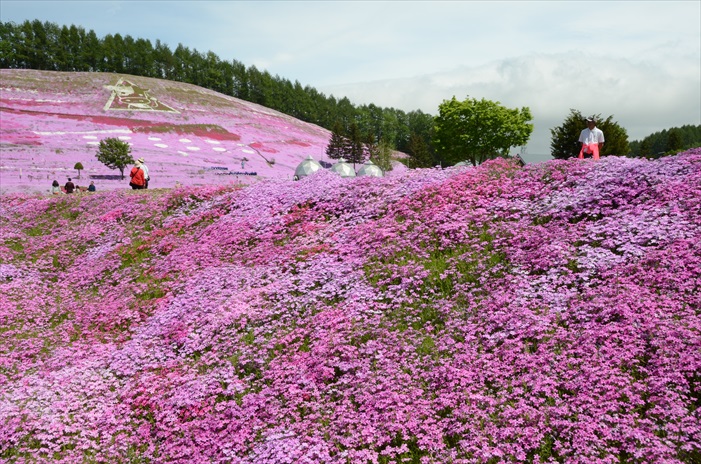 春の北海道 徜徉粉色花地毯 缓坡让花地毯显得更立体。