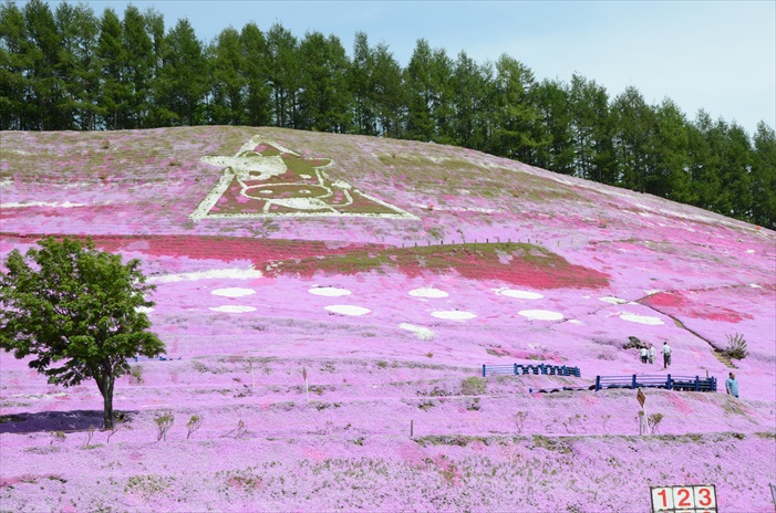 春の北海道 徜徉粉色花地毯 漫山的粉色花地毯。
