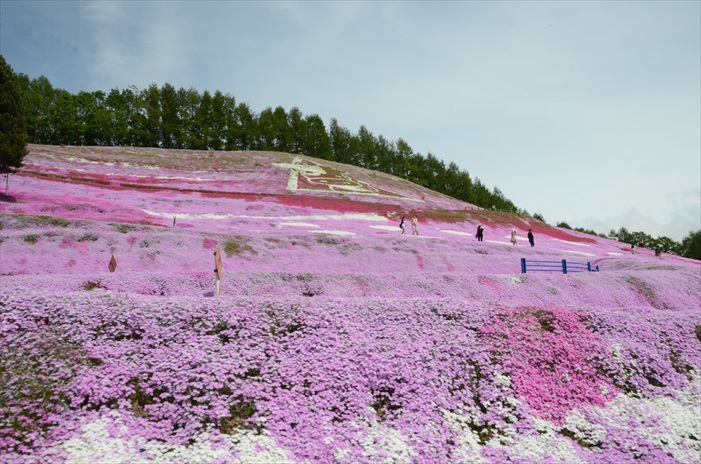 春の北海道 徜徉粉色花地毯 DSC_0554
