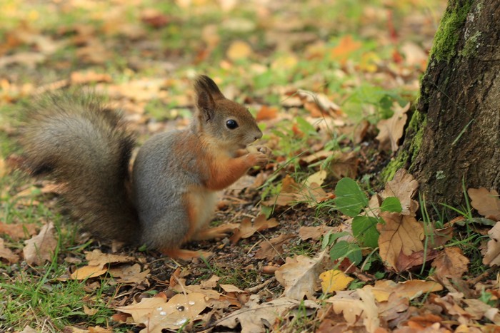 波罗的海的女儿: 芬兰(Finland)(上) Squirrel_in_Seurasaari_autumn-2