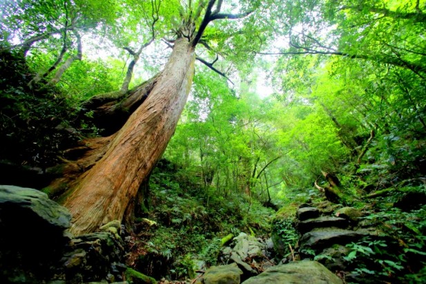 李志利 ‧ 《风采》