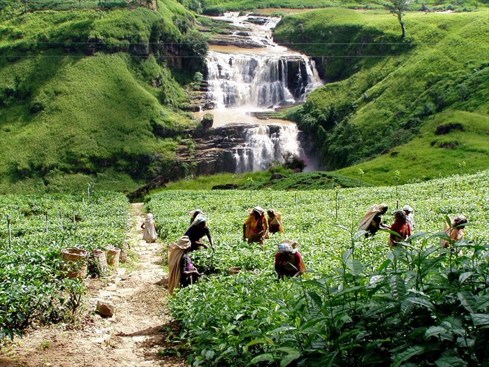 斯里兰卡玩什么? · 奴娃拉伊利雅 翠绿的茶园和山川流水,勾勒出宜人景致。