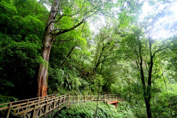 李志利 ‧ 《风采》