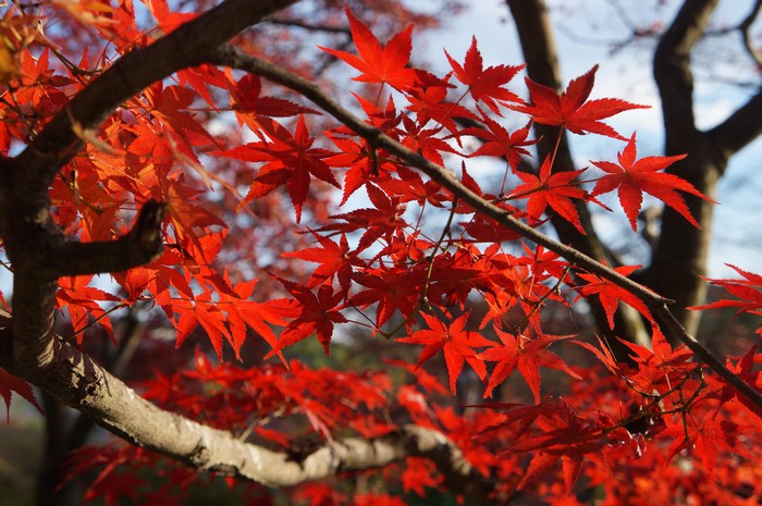 清水寺 • 秋意赏枫季 DSC07106