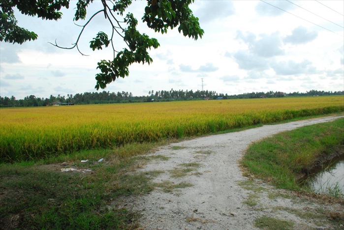 5号公路 稻香 DSC_5047