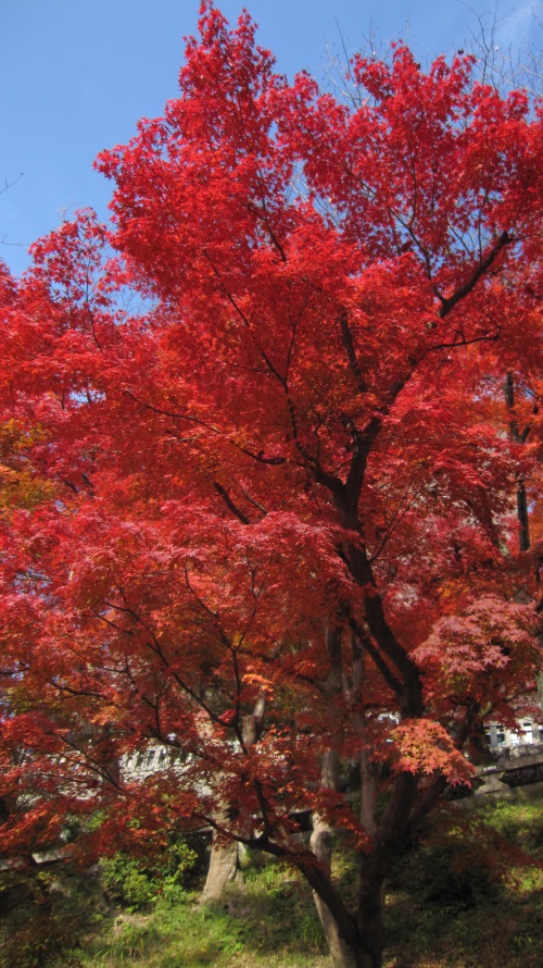 清水寺 • 秋意赏枫季 IMG_1862