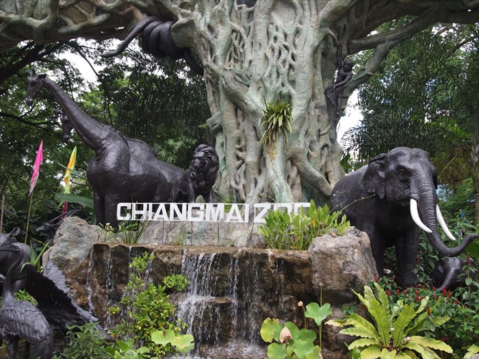 清迈的夜里遇见斑马 Chiang Mai, Thailand P7080235