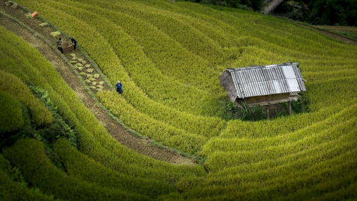 只为了一张电脑桌布照片 · 越南 Mu Cang Chai 梦想着一天靠劳力维生,当然仅此一次就好。