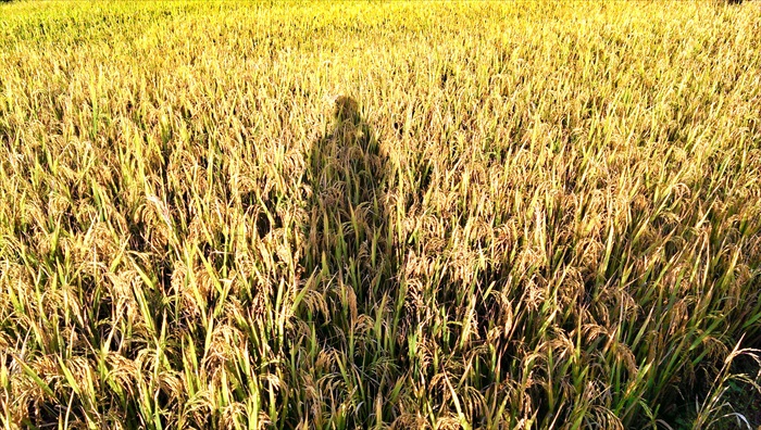 只为了一张电脑桌布照片 · 越南 Mu Cang Chai 虽然错过黄金季节,但坚持过来,始终没有后悔。
