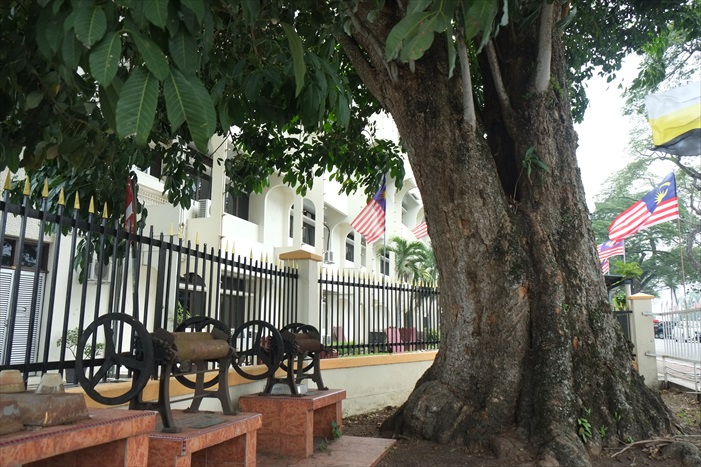 江沙行 感受皇城贵气 (一) Kuala Kangsar 最古老的橡胶树,树旁放置旧式器具制作树胶片。