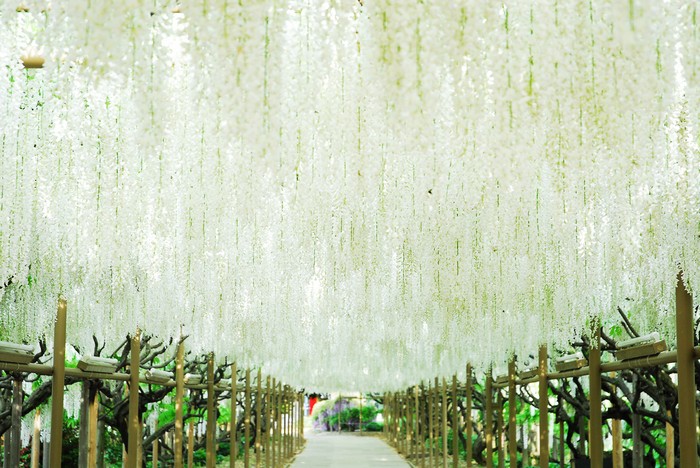 紫藤 哪里赏? westeria (7)