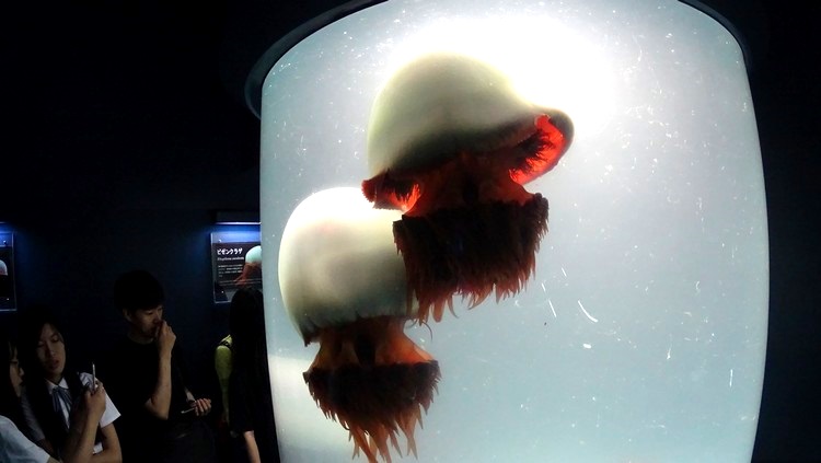 海游馆 · 游在大阪の夏祭 水母展示区
