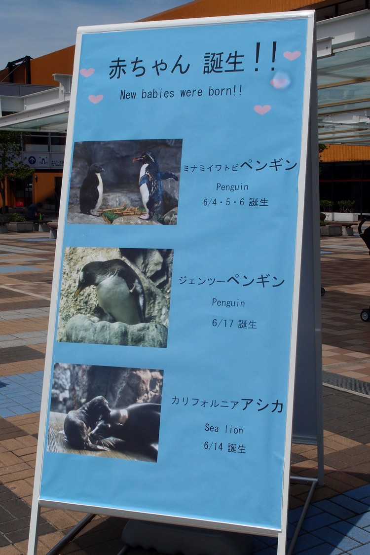 海游馆 · 游在大阪の夏祭 海游馆不久前刚迎接了新生命!海狮宝宝及企鹅宝宝!