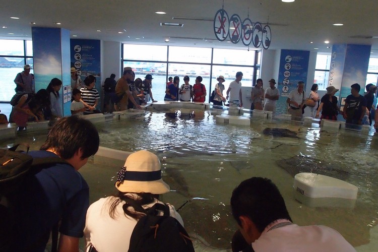 海游馆 · 游在大阪の夏祭 OLYMPUS DIGITAL CAMERA