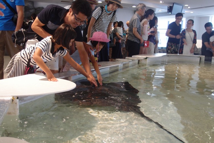 海游馆 · 游在大阪の夏祭 近距离接触