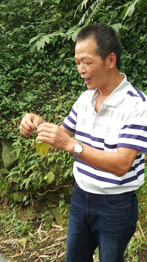 深入农村 听农家人说故事 随手摘的野草,但在老板眼里可是个宝。