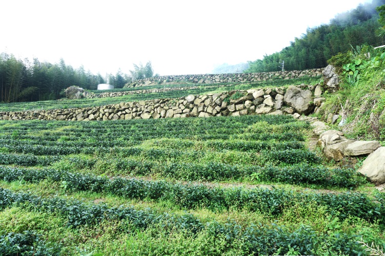 深入农村 听农家人说故事 邓老板的的高山茶可不是你想要就买得到的哦!
