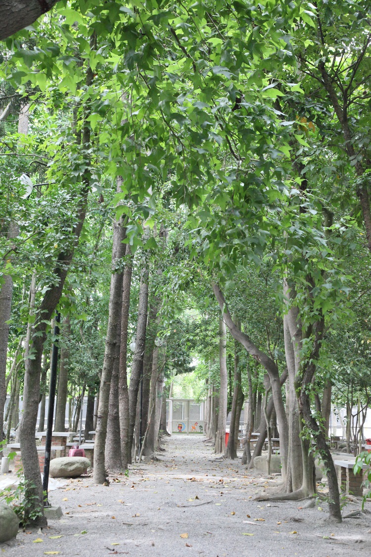 亲近台湾土地 与大自然对话 野餐区高壮的树木整齐列队