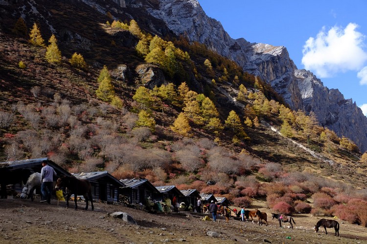 稻城亚丁 神聚集的山 在洛绒牛场,马帮只有30匹马可载游客前往海拔更高的牛奶海与五色海。