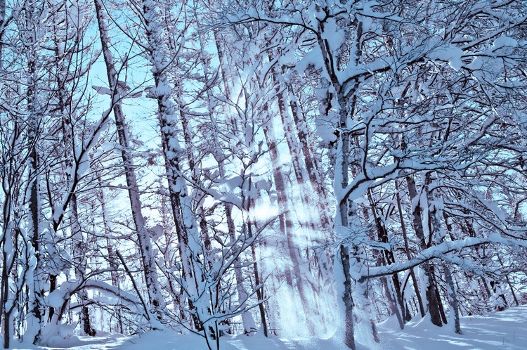 北海道地广人稀，让大片土地仍保留其最自然的面貌。