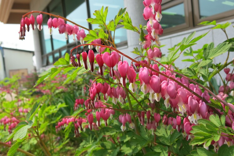 美丽的爱心状花朵。
