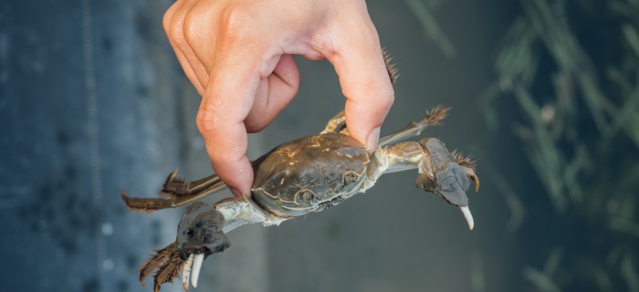 Crab