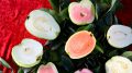 Guava 1 120x67