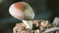 Mushroom 120x67