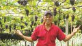 Grape Leisure Farm 120x67