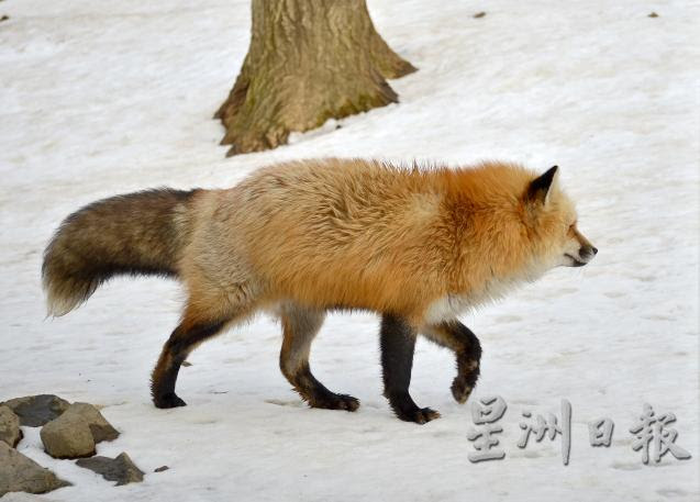 日本东北‧冬雪仙境