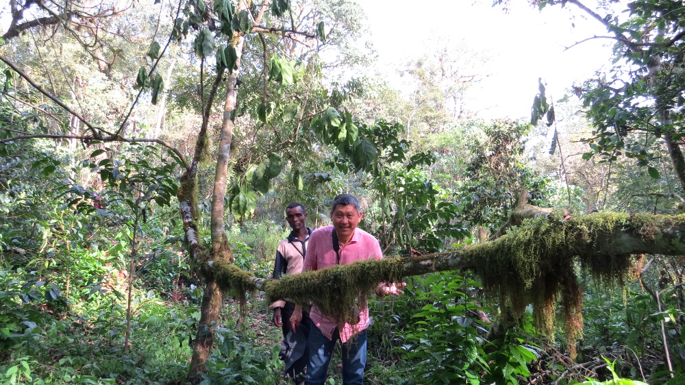 In Search of the Oldest Arabica Coffee Tree— by Leesan